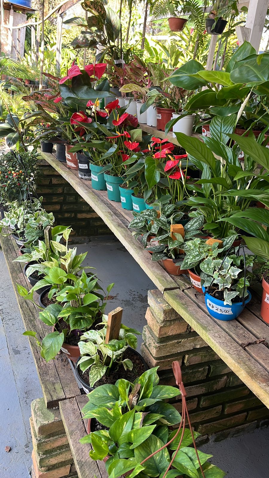 Pimenteiras ornamentais